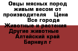 Овцы мясных пород живым весом от производителя. › Цена ­ 110 - Все города Животные и растения » Другие животные   . Алтайский край,Барнаул г.